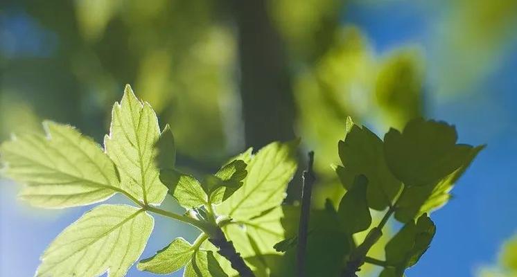 孤独的植物（探索孤独植物世界的内心世界和生存之道）