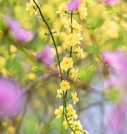 积极向上的花朵（以花为喻）