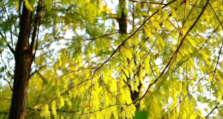 秋意盎然，花木秋色如诗（探寻秋天中的植物美景）