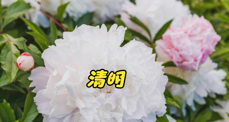 思念如花（花开于心）