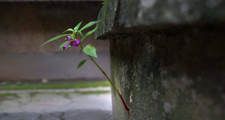 勇气和坚强的植物（在自然世界中闪耀的植物品种）