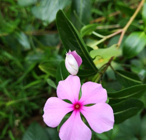 盛放希望的花朵——早日康复的象征（以代表早日康复的花为主题的文章）