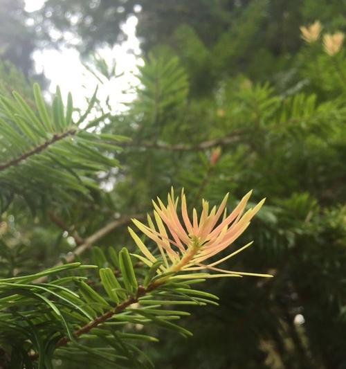 智慧之花（揭示自然中的智慧——植物的奇妙力量）