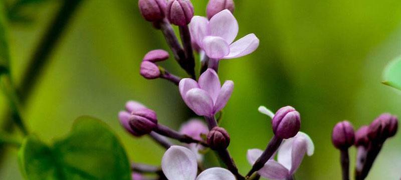 丁香花的花语与含义（探究丁香花背后的意义与象征）