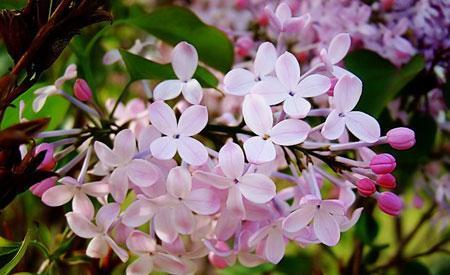 丁香花的花语与含义（探究丁香花背后的意义与象征）