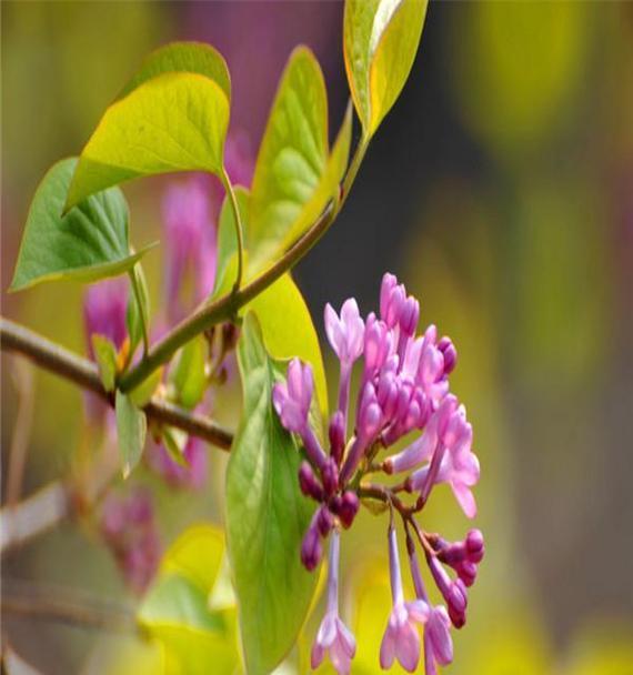 丁香花的花语及代表意义（深情浓郁的花朵）