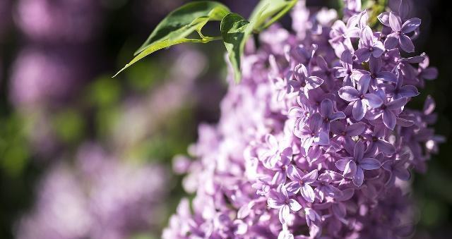 丁香花的花语及代表意义（深情浓郁的花朵）