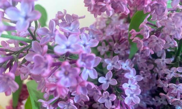 丁香花语的深刻含义（探索丁香花背后的真正寓意）