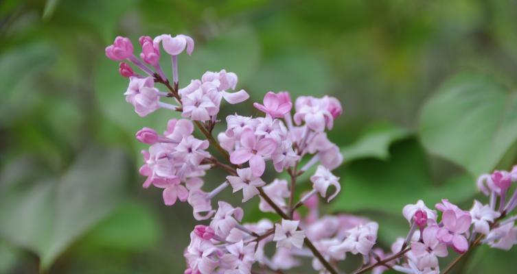 丁香花语的深刻含义（探索丁香花背后的真正寓意）