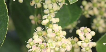 以冬青开花的意义与预示（探索冬青花朵背后的寓意与象征）