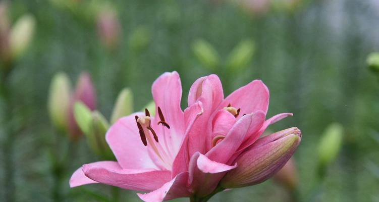 花语之美——粉百合的含义与象征（探寻粉百合的花语世界）