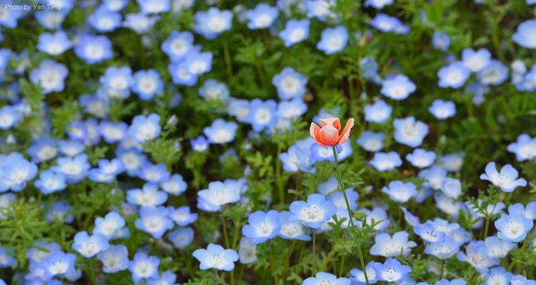 粉蝶花的花语及寓意（揭秘粉蝶花的花语和象征意义）