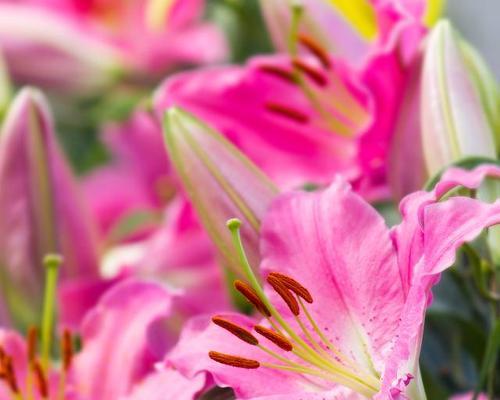 粉色百合花的花语与寓意（揭示粉色百合花背后的情感与象征）