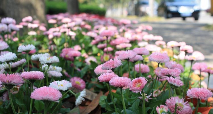 粉色雏菊的花语和寓意（探寻粉色雏菊的含义）