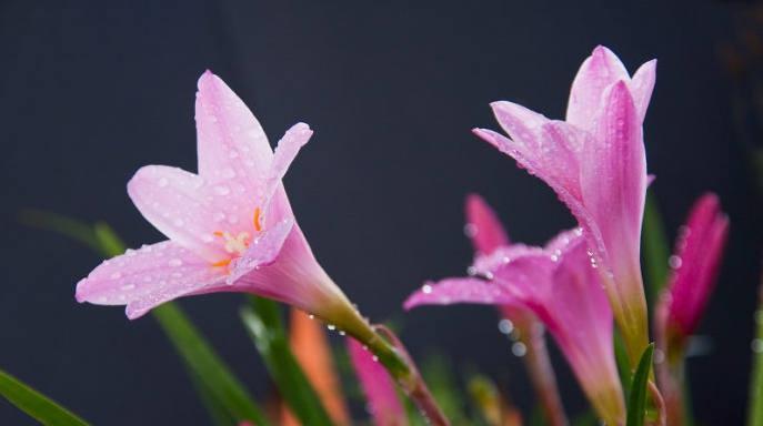 风雨花（探寻风雨花的花语和寓意）