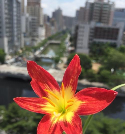 风雨兰花语与寓意（以风雨兰的花语探寻其象征何种品质）