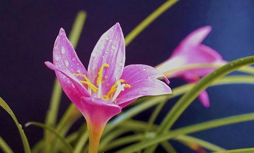 风雨兰花语与寓意（以风雨兰的花语探寻其象征何种品质）