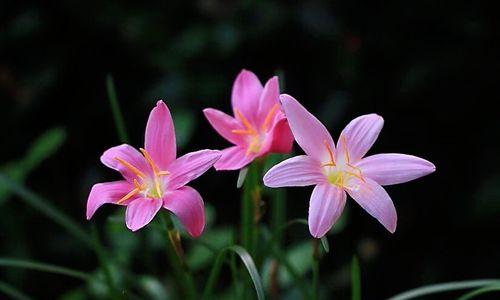 风雨兰花语与寓意（以风雨兰的花语探寻其象征何种品质）