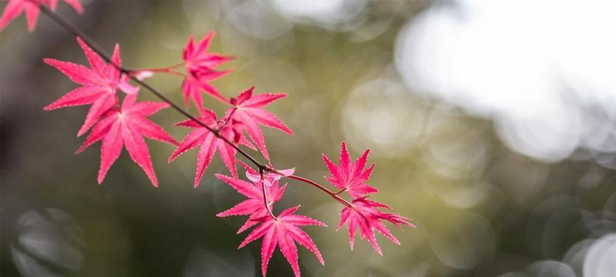 枫叶（加拿大枫叶的象征意义及其文化内涵）