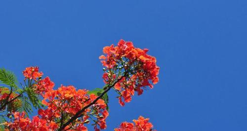 凤凰花的花语与意义（揭示凤凰花所代表的希望与重生之美）