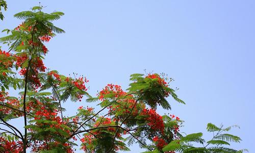 凤凰树的寓意与风水（凤凰树的象征意义及其在风水中的重要性）