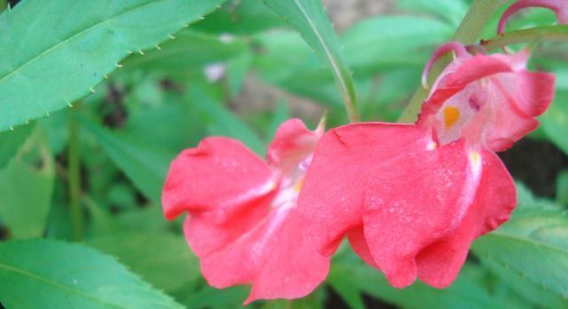 凤仙花之美（探索凤仙花的丰富色彩及各自的寓意）