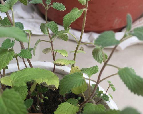 薄荷种子的获得与种植技巧（从薄荷生长到收获）