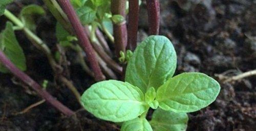 如何种植柠檬薄荷种子（从选购到种植）