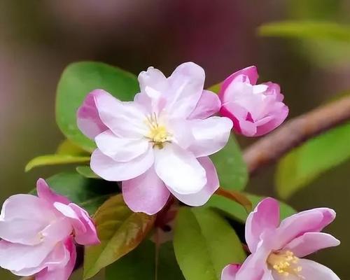 探寻宝鸡市花之谜（宝鸡市花种类）