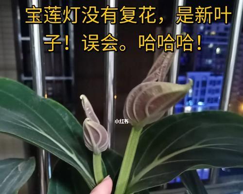 宝莲灯花烂叶子应对措施（如何让宝莲灯花开得更美）