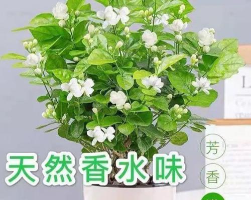 宝珠茉莉的养殖方法和养护要点（轻松培育美丽宝珠茉莉）