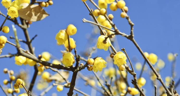 探寻保定市花的历史渊源和文化意义（探寻保定市花的历史渊源和文化意义）