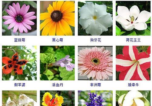 报春花的浇水和季节管理（如何科学合理地浇水和管理报春花）