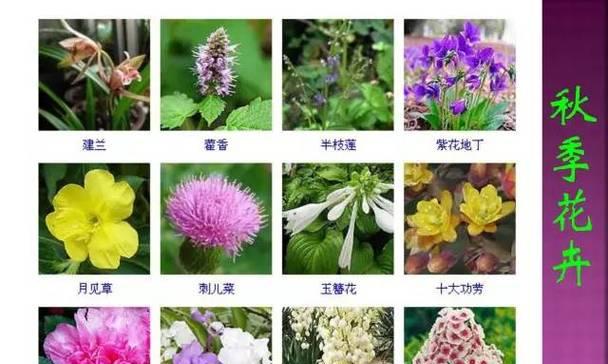 报春花的浇水和季节管理（如何科学合理地浇水和管理报春花）