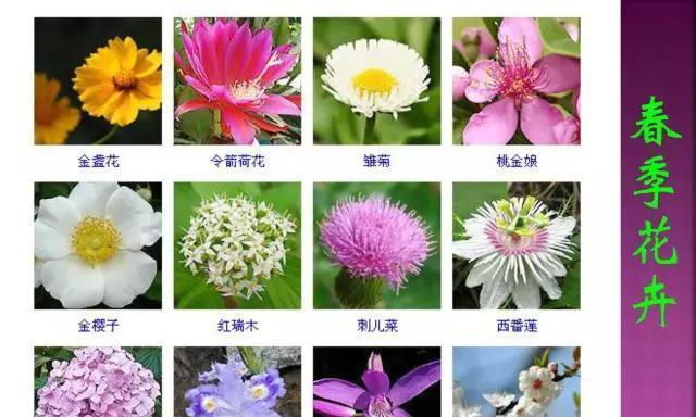 报春花的浇水和季节管理（如何科学合理地浇水和管理报春花）