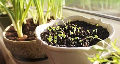 报春花种子发芽时间及注意事项（从种植到发芽全过程）