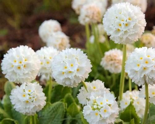 报春花种子的种植方法（以种子繁殖报春花）