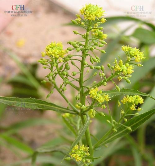 鲍鱼果——一种珍贵的药食同源植物（探究鲍鱼果的来源）