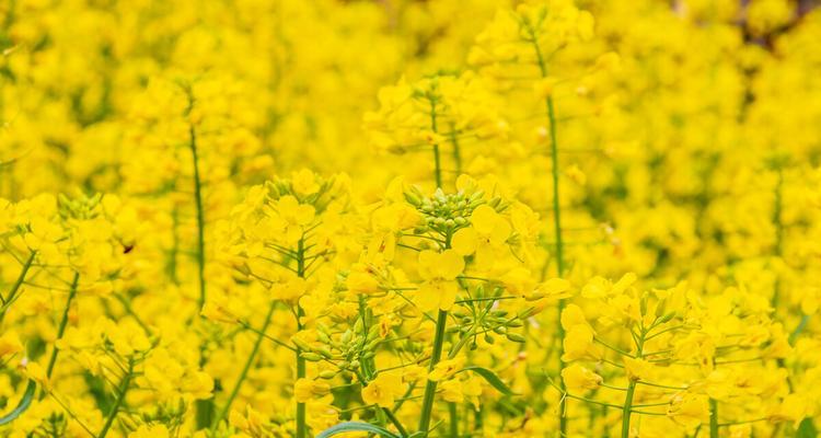 北方菜花种植时间与技巧（从春季到秋季）