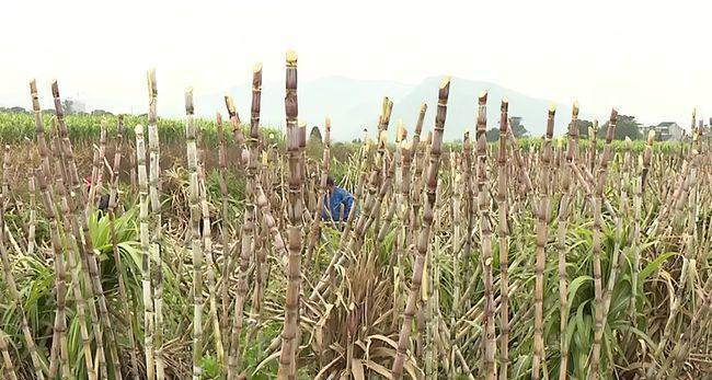 北方甘蔗种植的时间和方法（一步步教你种出好甘蔗）