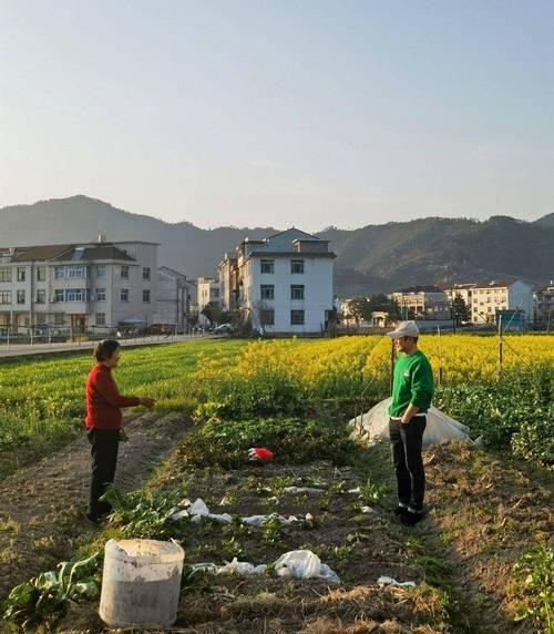 北方红菜苔种植全攻略（时间、方法、注意事项）