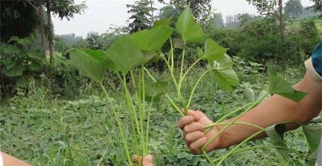 北方红薯种植指南（时间）