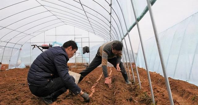 北方红薯种植指南（时间）