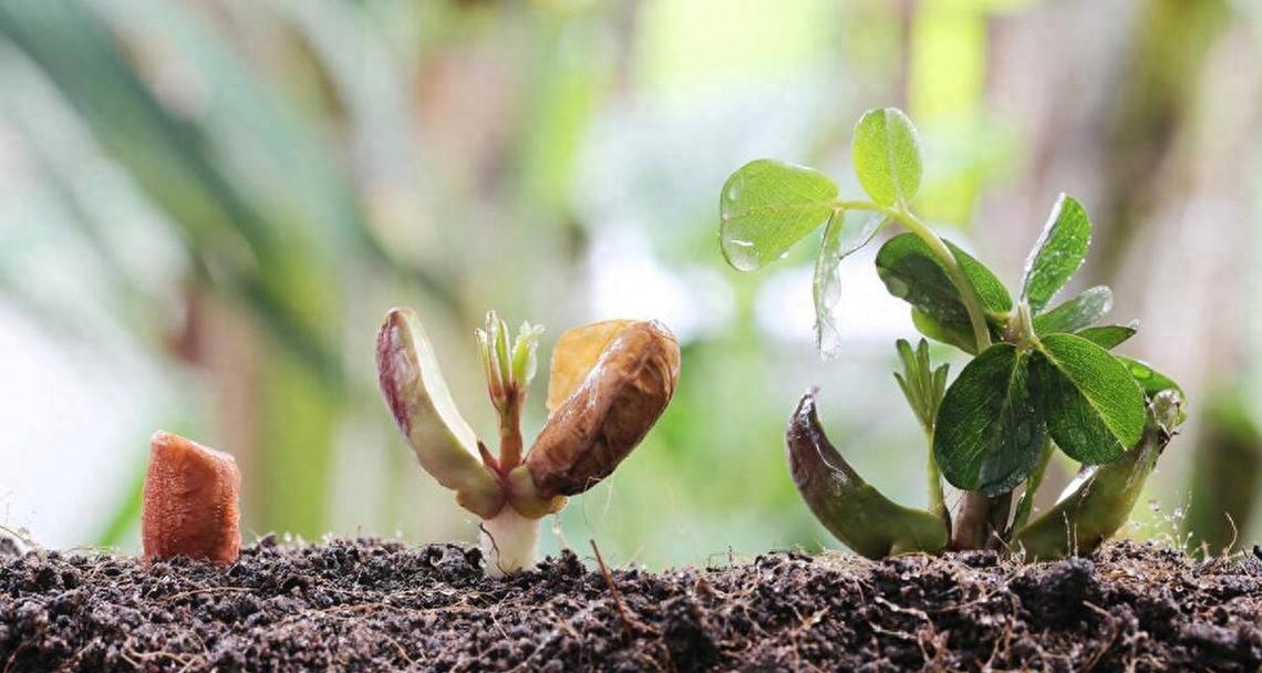 北方花生种植全攻略（时间、方法、技巧详解）