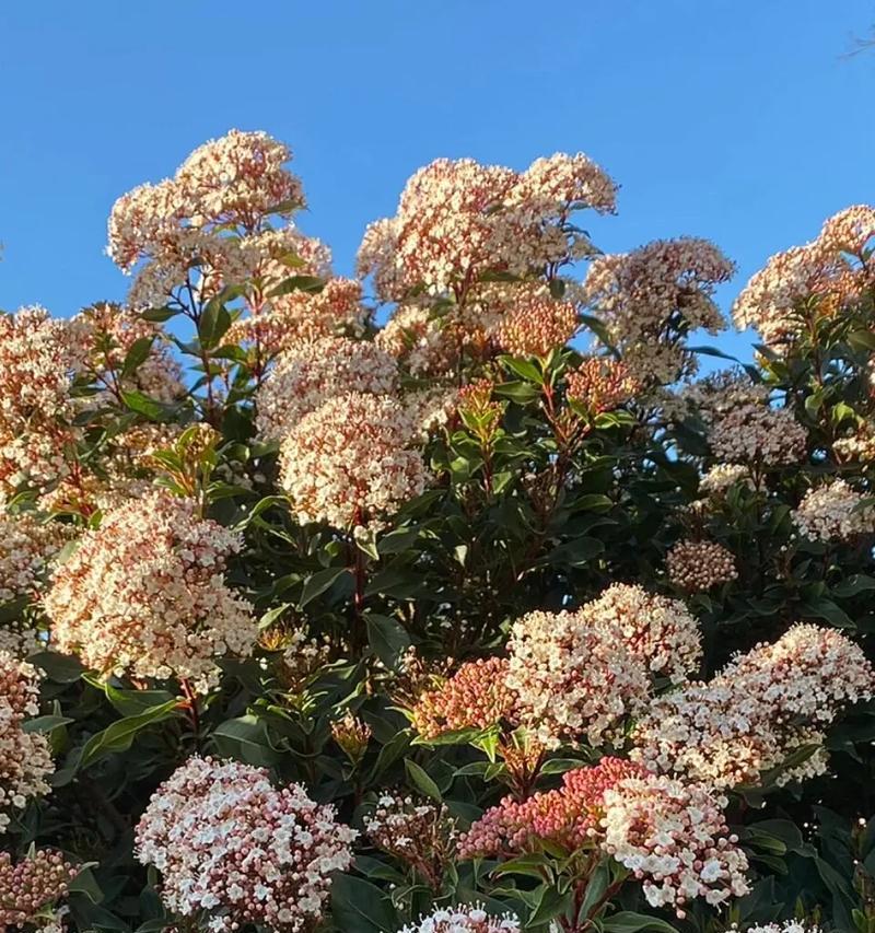 北方抗冻花卉的植栽和养护（让你的花园在严寒中依然绽放美丽）