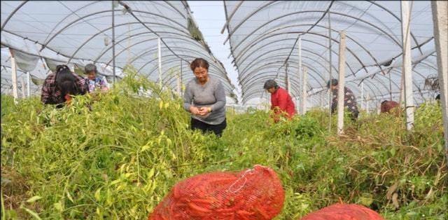 北方辣椒的播种时间和方法（掌握北方辣椒种植的关键——播种时间和方式）