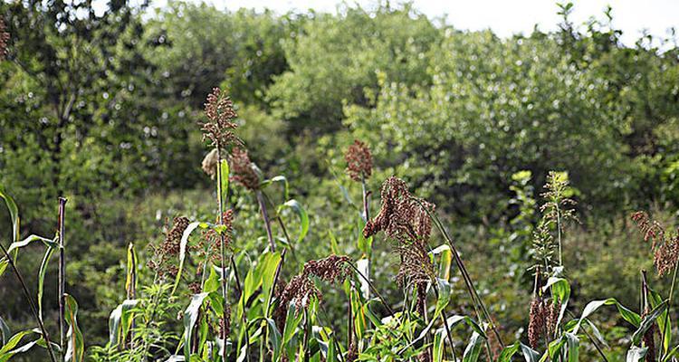 北方盛产玉米的原因及优势（从气候、土壤到种植技术）