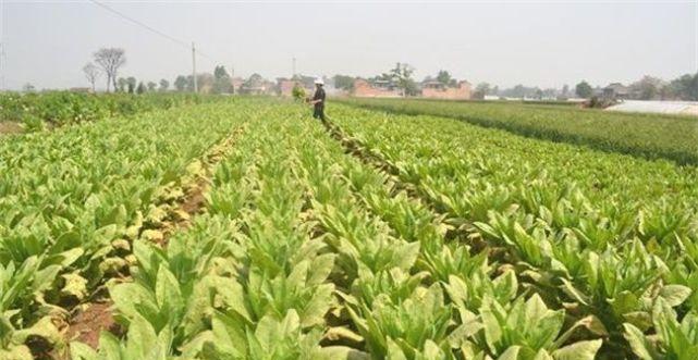 北方莴笋露地种植时间和方法（掌握种植技巧）