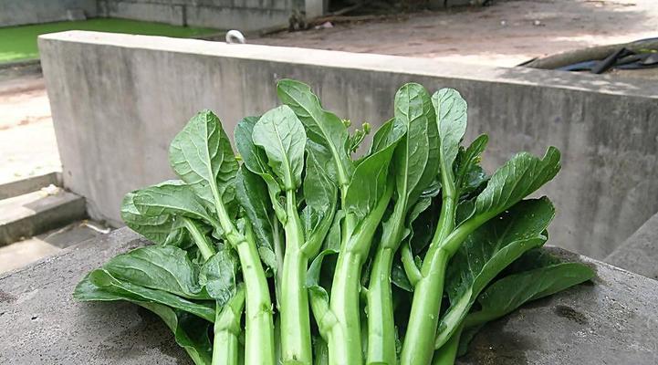 北方夏季适合种植的蔬菜（多样选择）