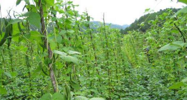 北方芸豆种植与管理（选择适宜的时间）